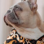 Advertorial über die exklusivsten Hundemode-Marken